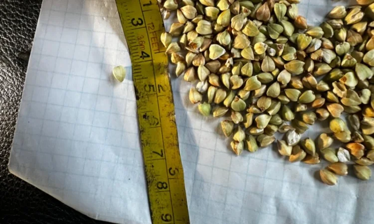 Зелена гречка та проділ зеленої гречки ( крупа, січка - фото № 3