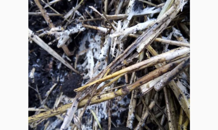 Бактерии для улучшения качества почвы - фото № 1