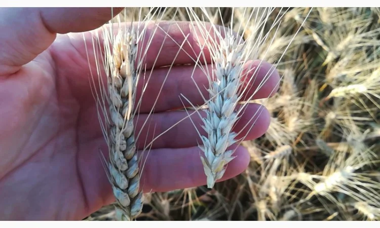 Макро и микроэлементы в КАС для повышения урожайности - фото № 1