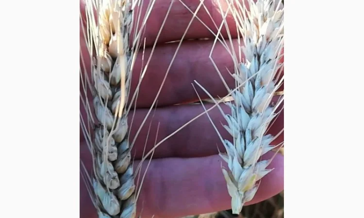 Макро и микроэлементы в КАС - фото № 2