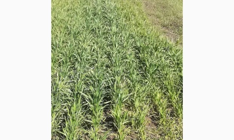 Гумат Калия Куриный+биогумус - фото № 1