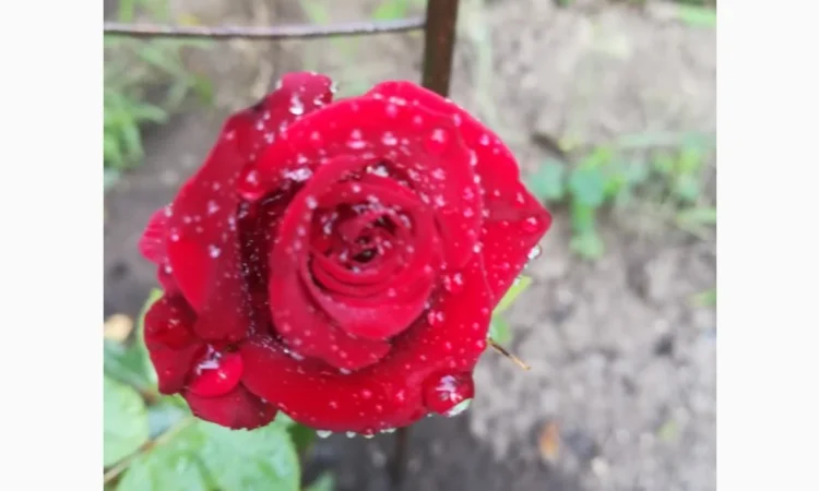 Гумат Калия Куриный+биогумус - фото № 2