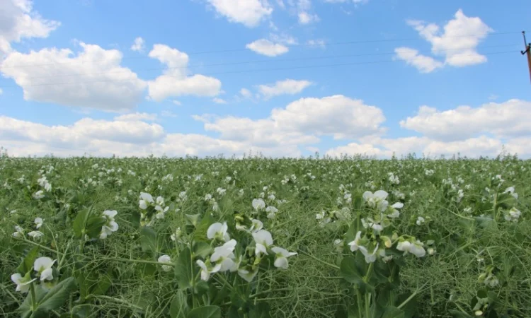 Инокулянты для гороха - фото № 1