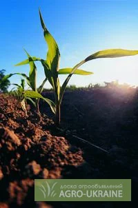 Калий хлористый 60%, Корн Калий - фото № 1