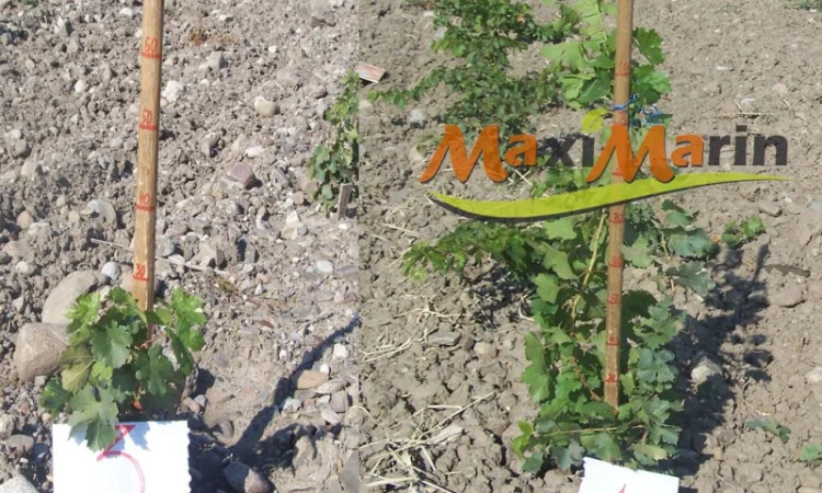 Суперабсорбент MaxiMarin, гідрогель - фото № 3