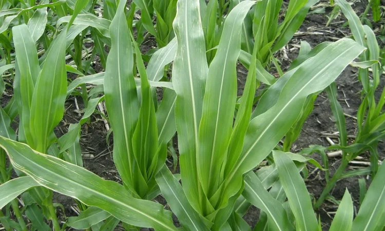 Гумат калия, Концентрат-1л. на 300л воды! Стимулятор роста - фото № 3