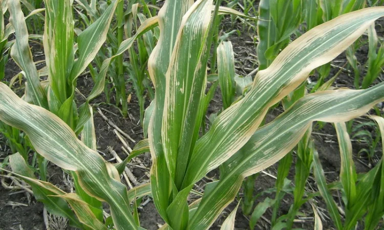 Гумат калия, Концентрат-1л. на 300л воды! Стимулятор роста - фото № 4