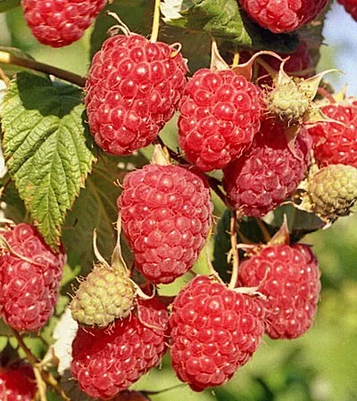 Добрива для малини - фото № 2