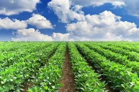 Суперфосфат Черкаси, Суми, Полтава, Кропивницький, Вінниця, Житомир, Миколаїв, Чернігів - фото № 1