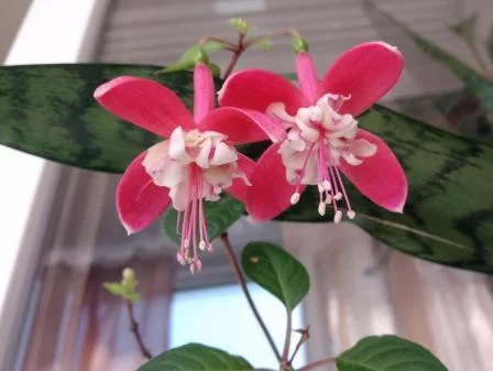 Био-комплекс хлорелла 5л для комнатных растений - фото № 4