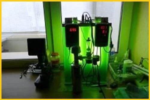 Хлорела суспензія - зелене золото - фото № 3