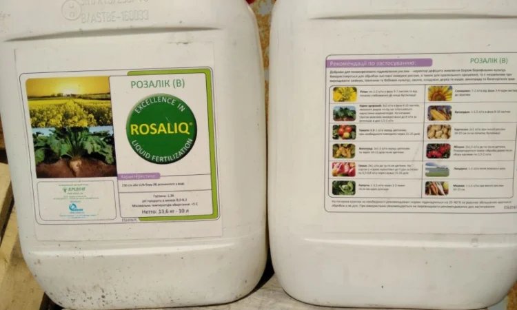 Розалік В - фото № 2