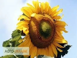 Удобрение для подсолнечника. Хелатный мультимикрокомплекс БОР 202 от производителя - фото № 1