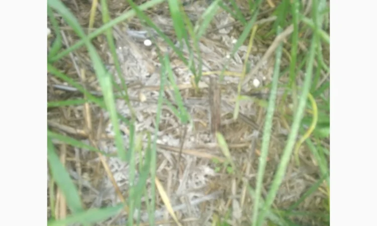 Деструктор стерни+удобрение для улучшения качества почвы - фото № 2