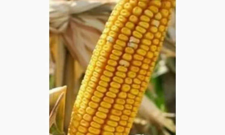 Хелат Цинка - фото № 1