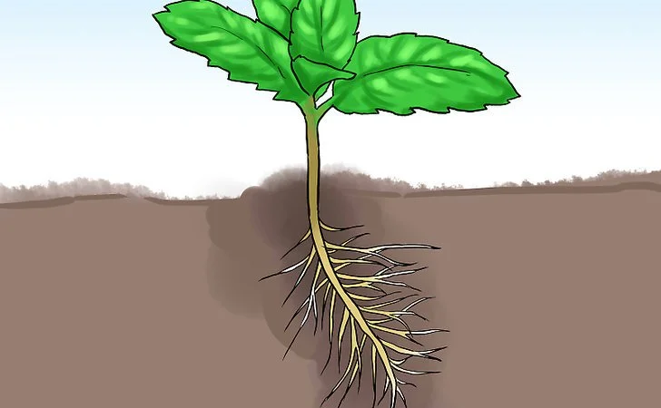 Пробиотики для растений и востановления жизни Земли - фото № 1