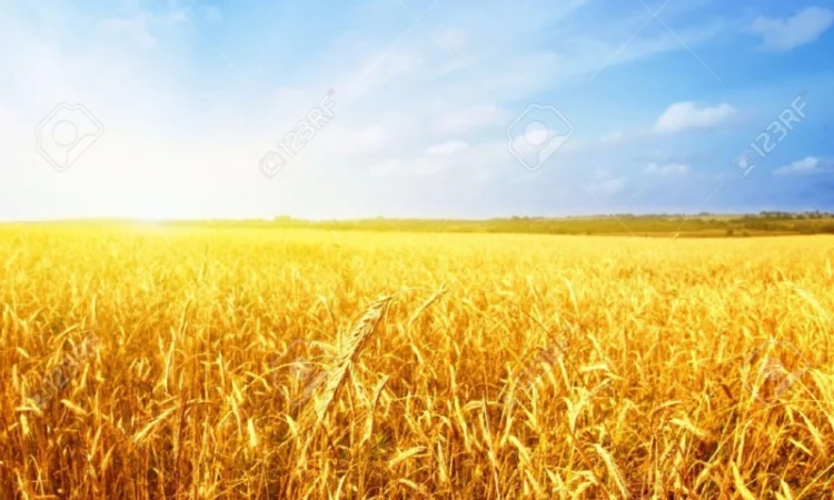 Нитроаммофоска NPK 10:40 - фото № 1