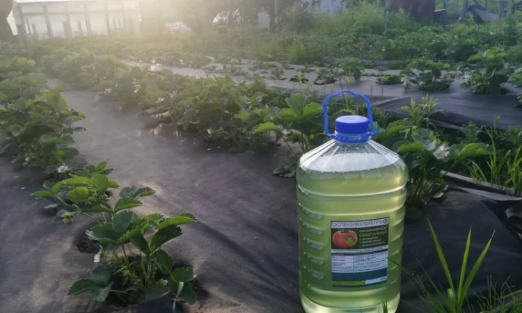 Культуральна середа хлорели для ефективного рослинництва - фото № 1