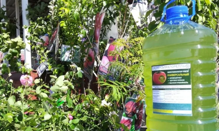 Культуральна середа хлорели для ефективного рослинництва - фото № 2