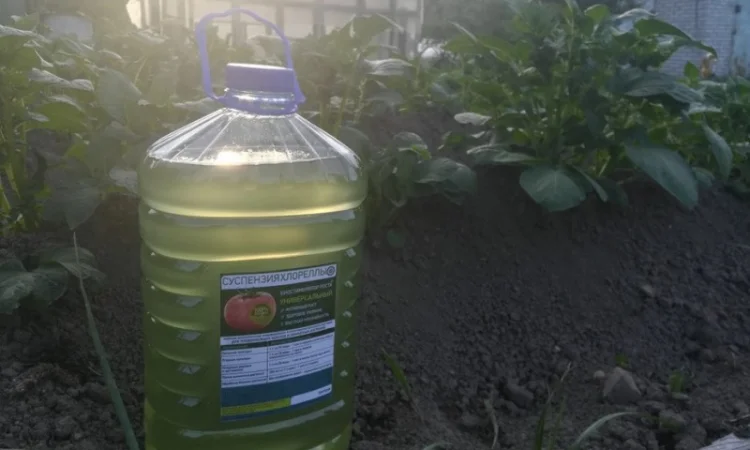 Культуральна середа хлорели для ефективного рослинництва - фото № 3