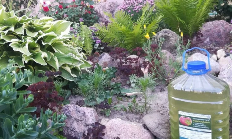 Культуральна середа хлорели для ефективного рослинництва - фото № 6