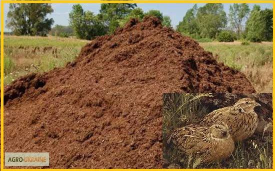 Перепелиный помет - экологическое удобрение - фото № 3