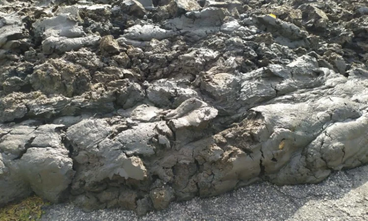 Сапропель – удобрение для вашего хозяйства - фото № 3