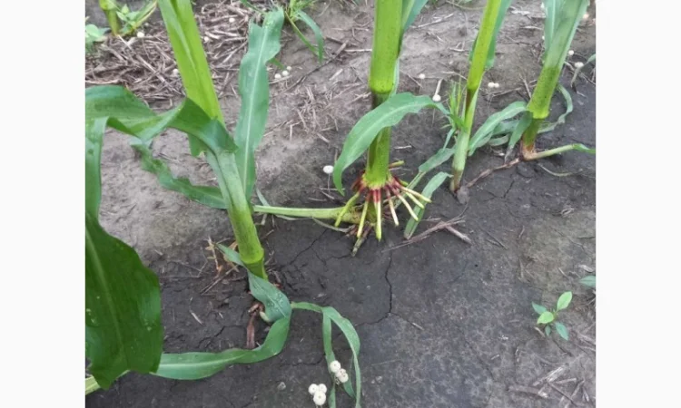 Деструктор пожнивных остатков +удобрение для улучшения структуры и качества почвы - фото № 2