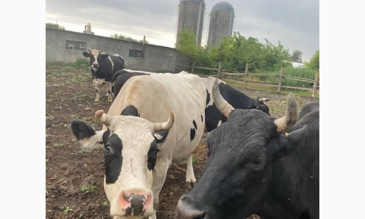 Коровяк Сыпец Перегной коровий в мешках Киев и область - фото № 1