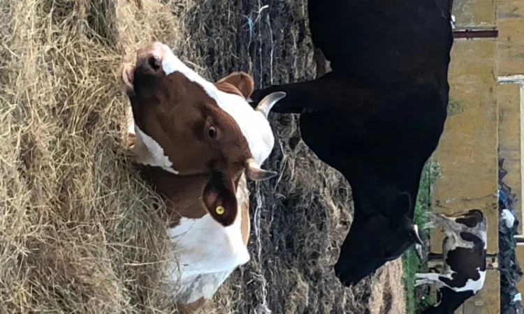 Коровяк Сыпец Перегной коровий в мешках Киев и область - фото № 3