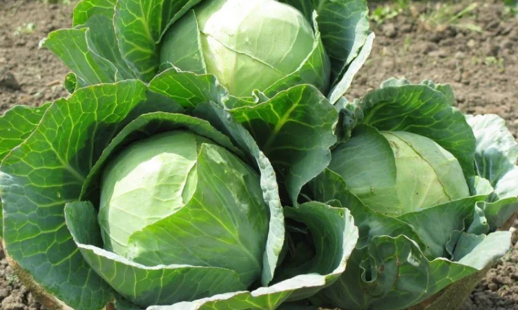 Перегной в мешках киев Перегной Киевская область - фото № 9