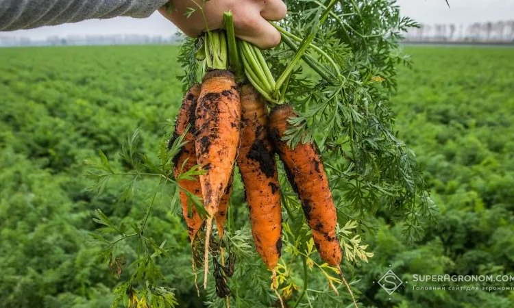 Перегной в мешках киев Перегной Киевская область - фото № 1