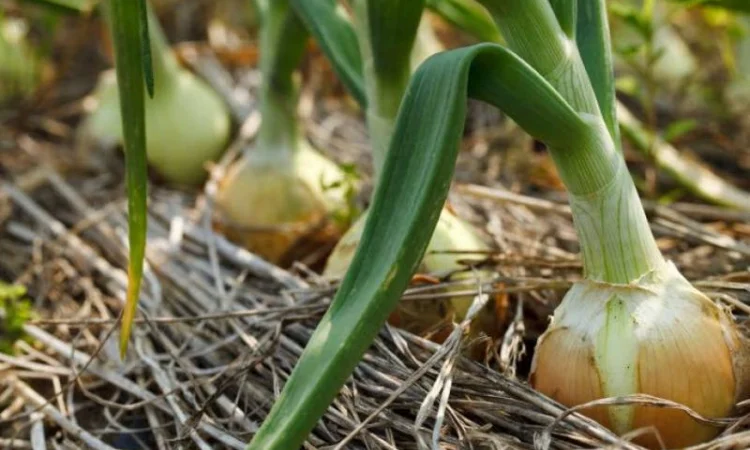 Перегной в мешках киев Перегной Киевская область - фото № 8