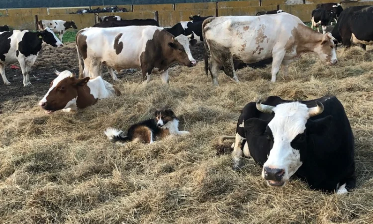 Коровий перегной Киев Коровяк в мешках Киев Перегной - фото № 1