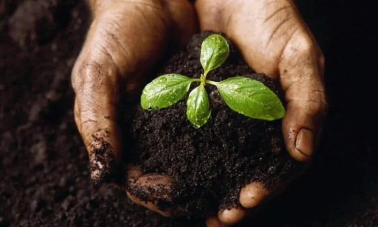 Ферма продаст перегной - фото № 1