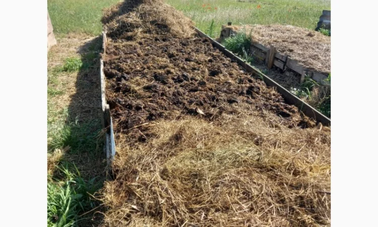 Продам БІОГУМУС Органічне добриво - фото № 3