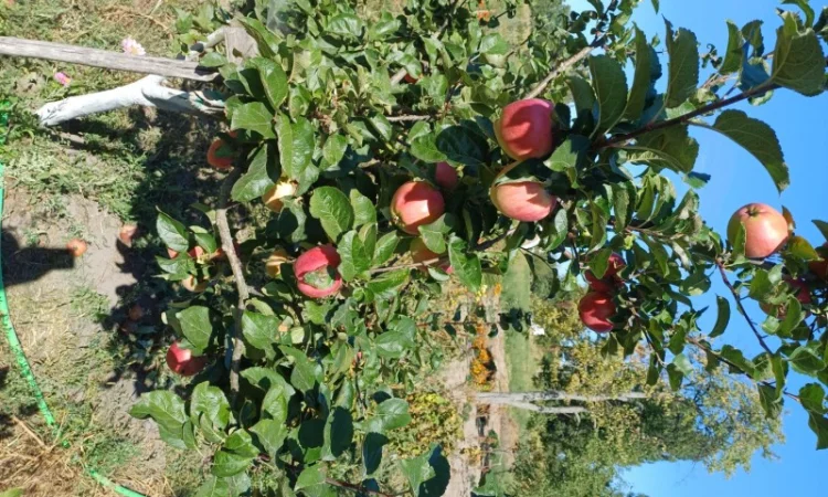 Продам БІОГУМУС Органічне добриво - фото № 5