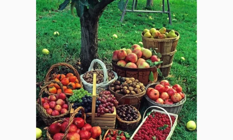 Грунт Чернозем в мешках купить Киев и область Чернозем Ирпень Стоянка - фото № 14