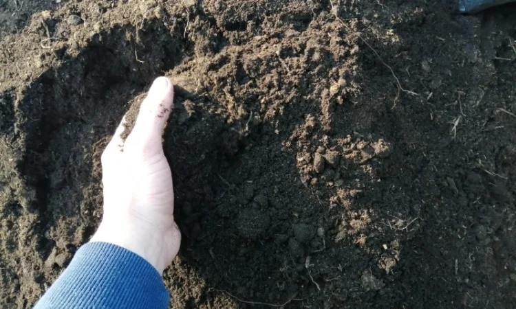 Чернозем Борщаговка Чернозем в мешках Борщаговка Доставка Перегной в мешках - фото № 6