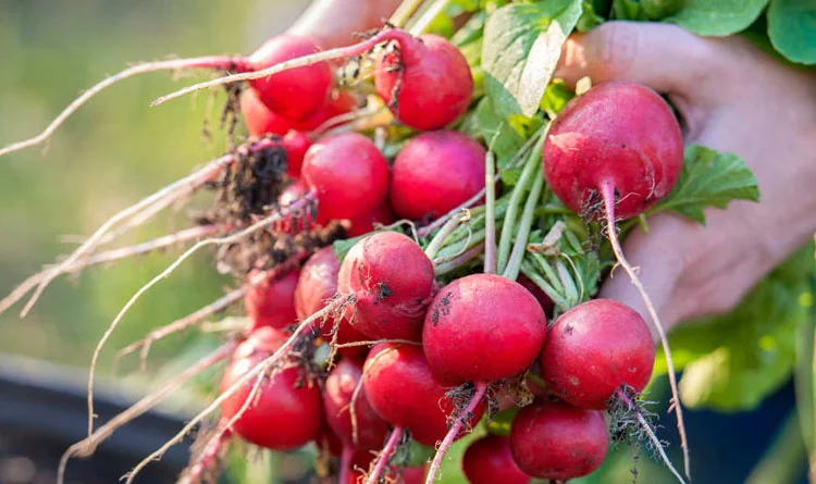 Чернозем в мешках Новоселки Хотов Грунт Чернозем Теремки Голосеевский район - фото № 10