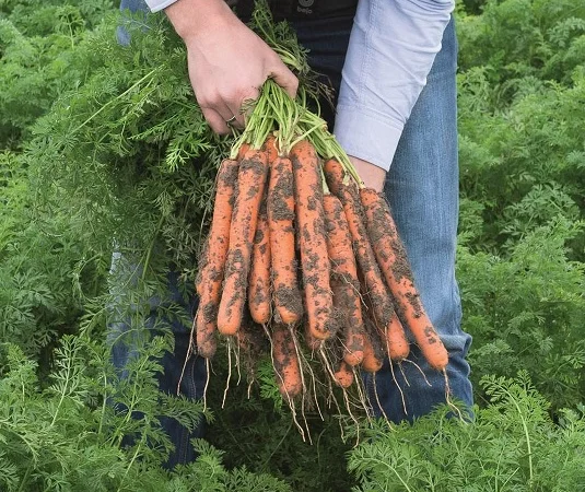 Чернозем в мешках Новоселки Хотов Грунт Чернозем Теремки Голосеевский район - фото № 11