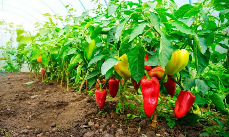 Чернозем в мешках Новоселки Хотов Грунт Чернозем Теремки Голосеевский район - фото № 12