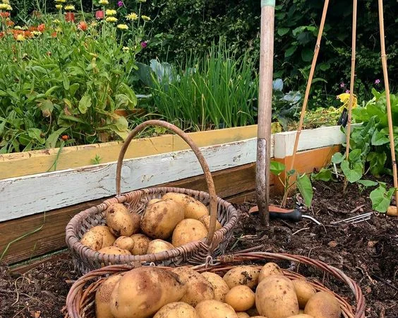 Чернозем в мешках Конча-Заспа Козын Доставка чернозема Конча-Заспа - фото № 2