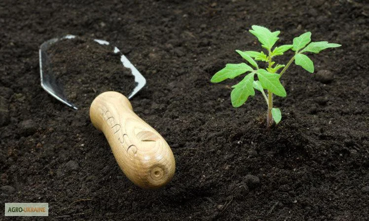 Чернозем земля для цветов Киев Земля для роз Грунт для цветов Киев - фото № 5