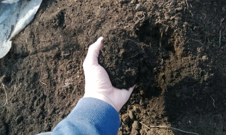 Грунт Чернозем в мешках Киевская область Конча заспа Чернозем Киев - фото № 10