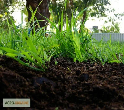 Грунт Чернозем в мешках Киевская область Конча заспа Чернозем Киев - фото № 7