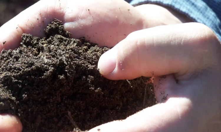 Грунт для газона Киевская область Субстрат в мешках по 50 кг Киев Перегной - фото № 5