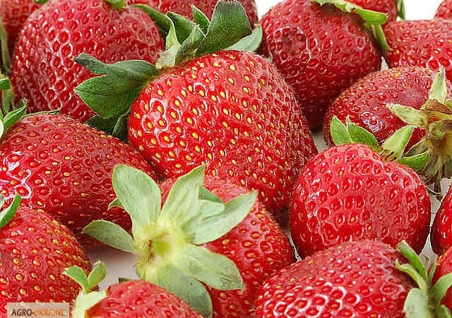 Плодючий чорнозем в мішках – доставка по Києву - фото № 1