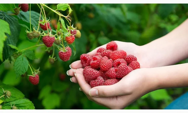 Чернозем недорого Киев Отрадный Борщаговка Чернозем в мешках Перегной - фото № 8