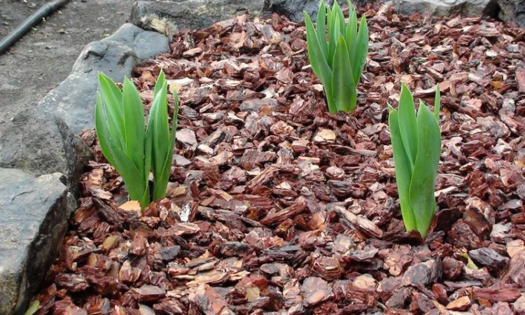 Кора сосновая для мульчирования Мульча Киев Киевская область - фото № 3